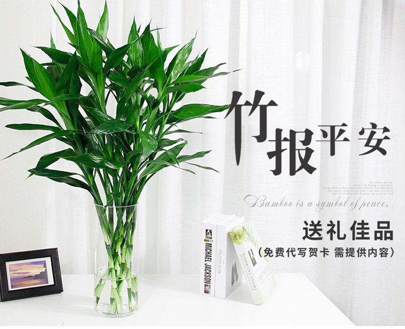 富貴竹水培植物